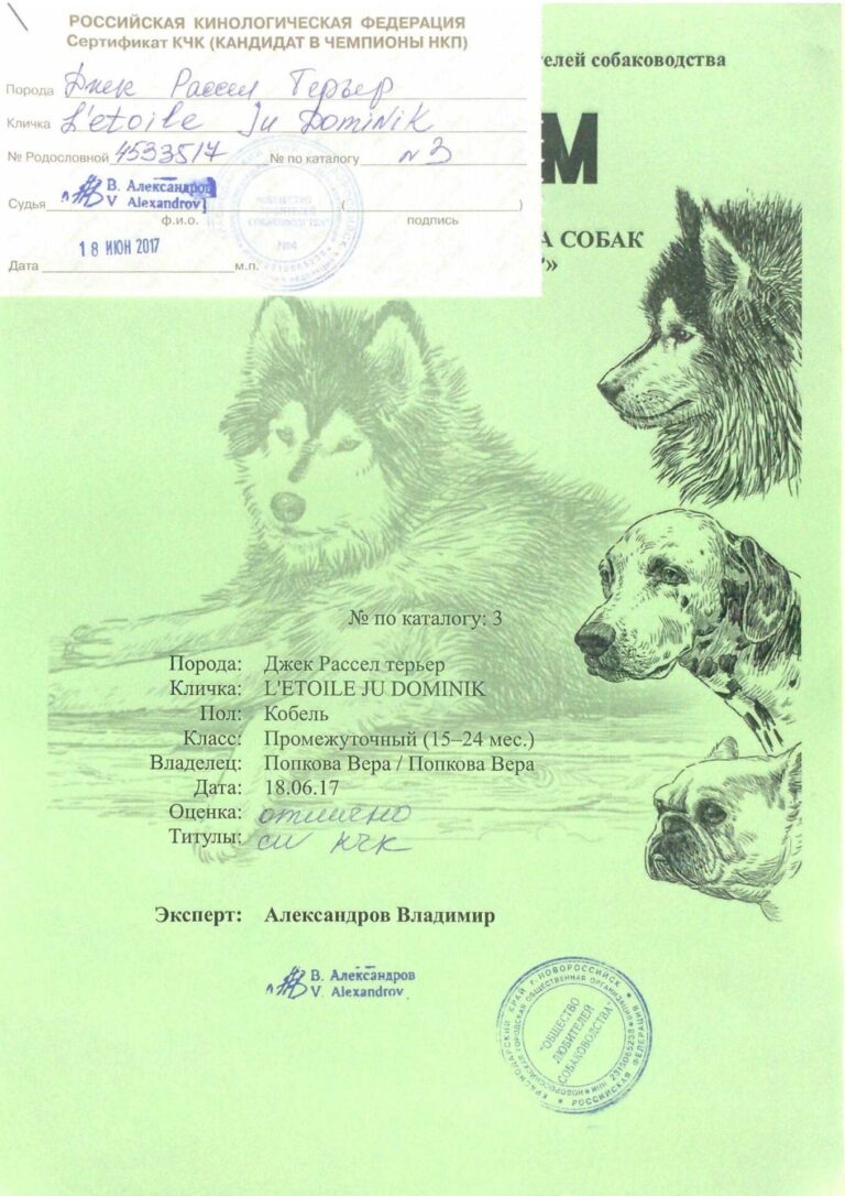 11 — диплом
