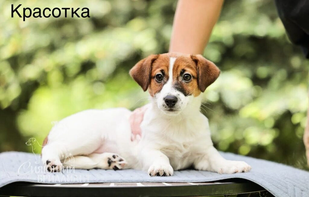 Сияющий бриллиант Красотка