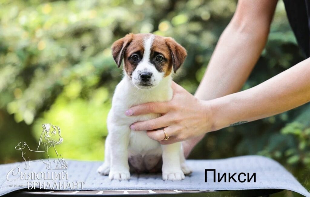 Сияющий бриллиант Пикси